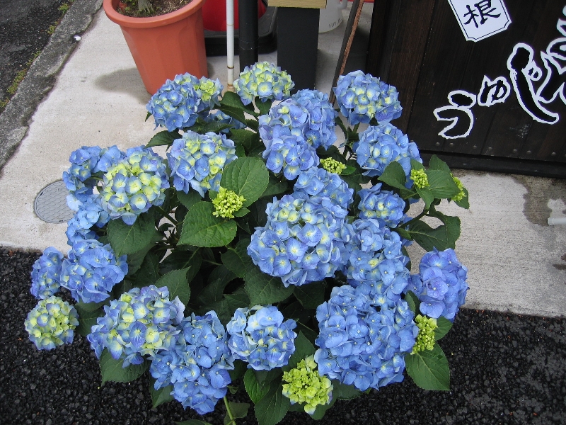 resize_img_2440.jpg
