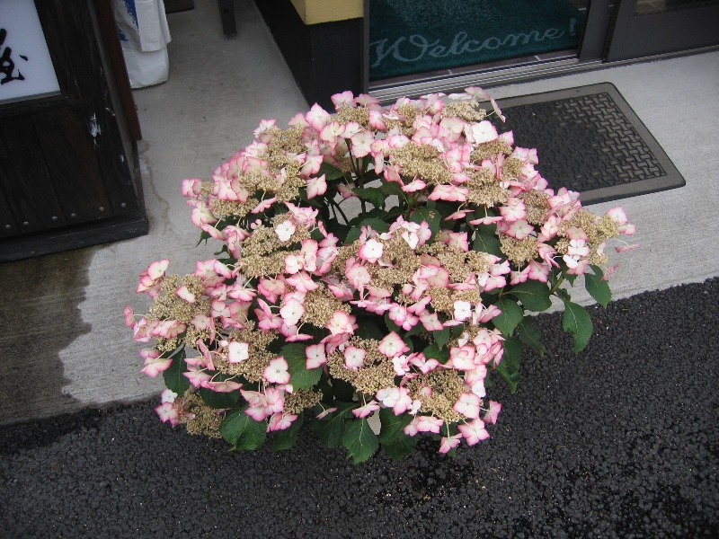 resize_img_2441.jpg
